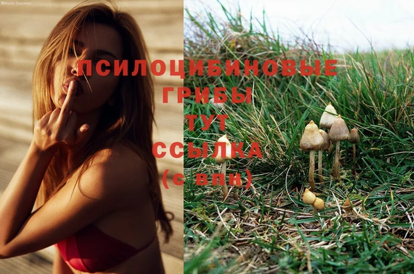 ГАЛЛЮЦИНОГЕННЫЕ ГРИБЫ Липки